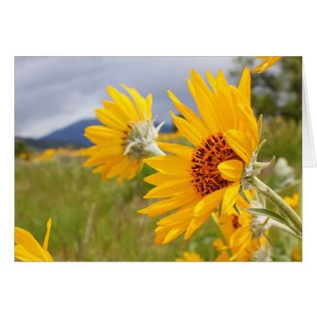 Cartão Arrowleaf Balsamroot (Frente Horizontal)
