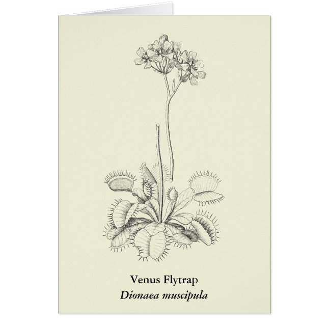 Cartão Arte botânica da planta carnívora (Frente)
