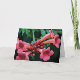 Cartão Arte Botânica de Honeysuckle, Trompete Rosa