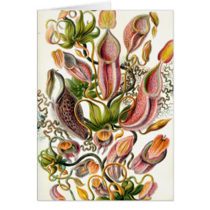 Cartão arte botânica ernst haeckel