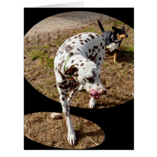 Cartão Arte Dalmatian da janela,