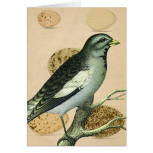 Cartão Arte de Digitas do pássaro do vintage