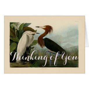 Cartão Arte de Pássaro: Gravura do Garça Roxa de Audubon: