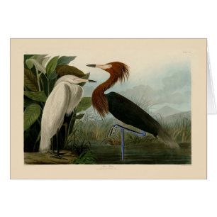Cartão Arte de Pássaro: Gravura do Garça Roxa de Audubon: