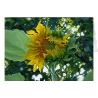 Cartão Arte digital Abertura de girassol à luz