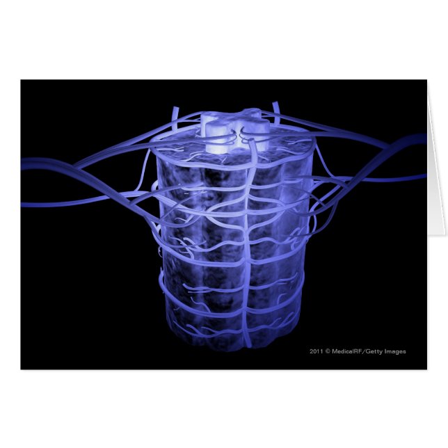 Cartão Artérias que cercam a parte da coluna espinal (Frente Horizontal)