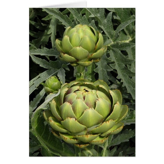Cartão Artichokes (Frente)