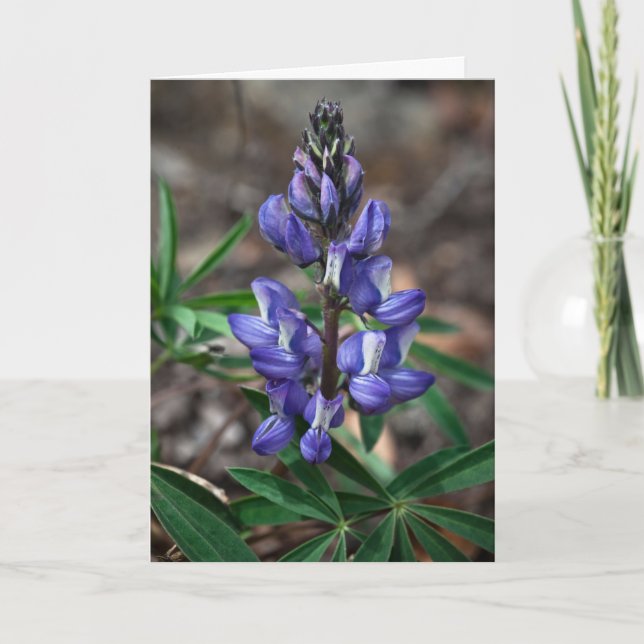 Cartão Ártico de Lupine, Parque Nacional de Denali, Alasc (Frente)