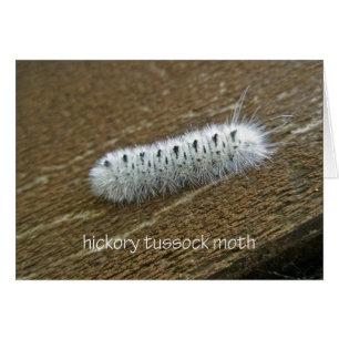 Cartão Artigos de Hickory Tussock Moth (Lophocampa caryae