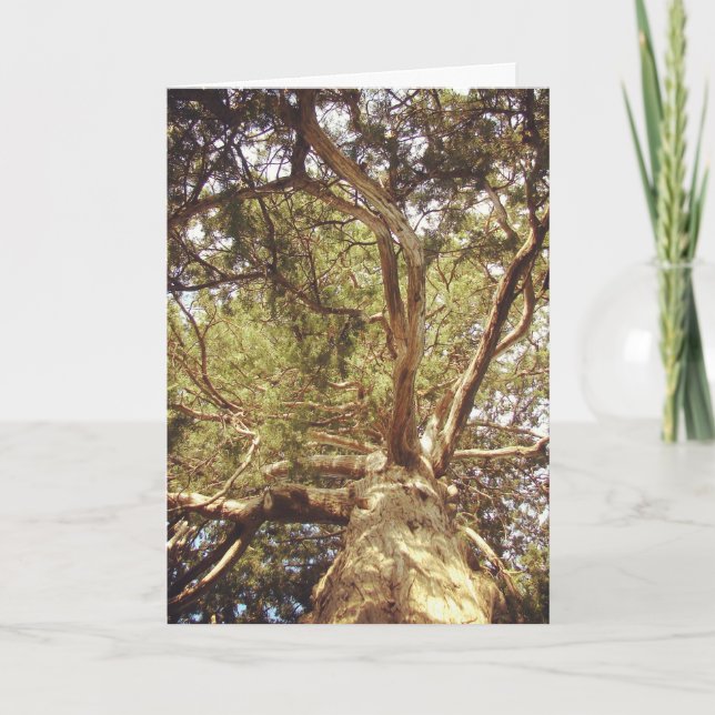 Cartão Árvore (Frente)