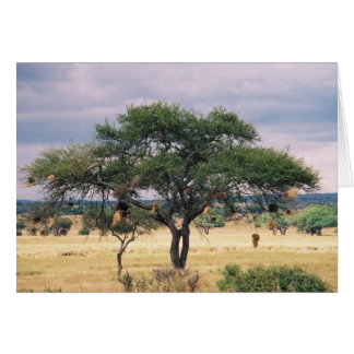 Cartão Árvore africana da salsicha