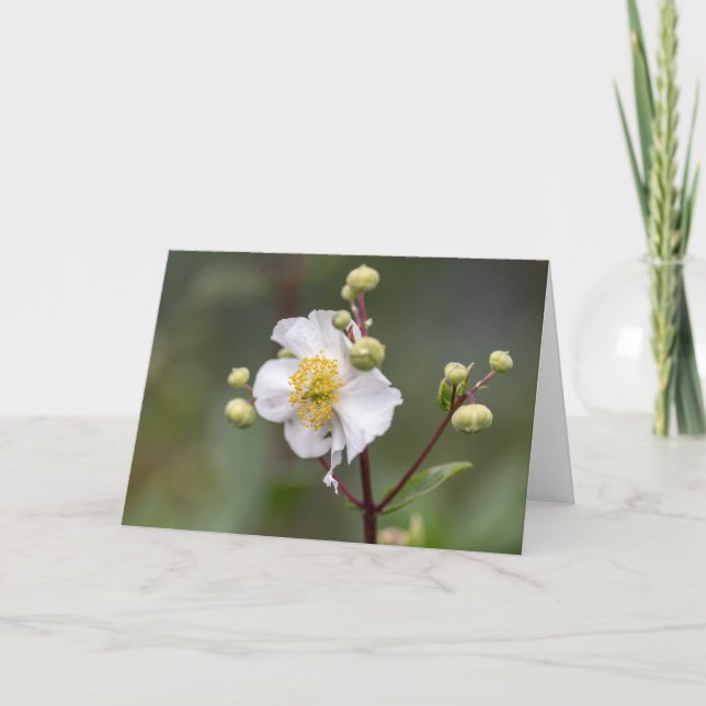 Cartão Árvore Anemone (Frente)