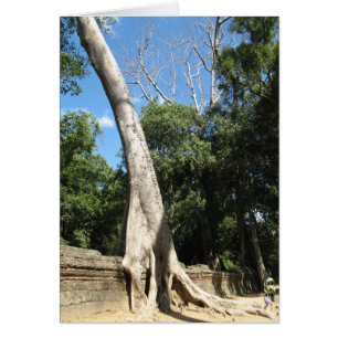 Cartão Árvore Banyan gigante ... Ta Prohm Temple, Camboj