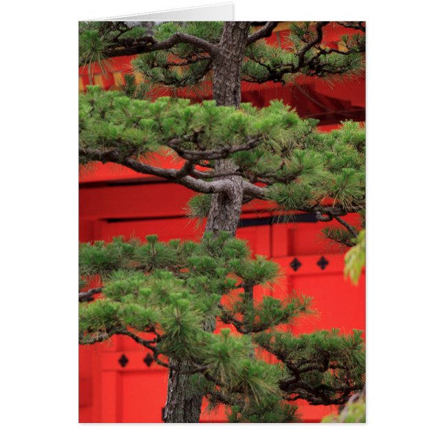 Cartão Árvore Bonsai Pine (Frente)