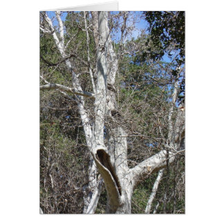 Cartão Árvore da angra de Malibu