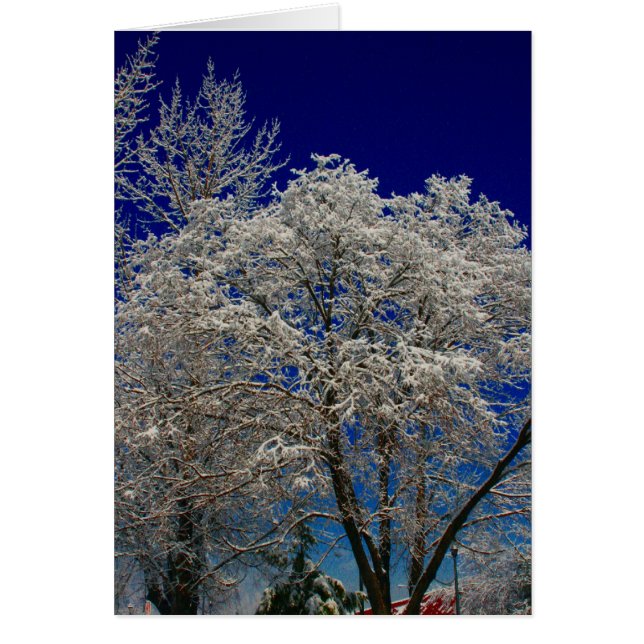 Cartão árvore da neve do creel (Frente)