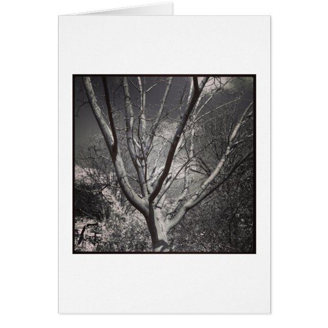 Cartão Árvore de adorno Sun (Frente)