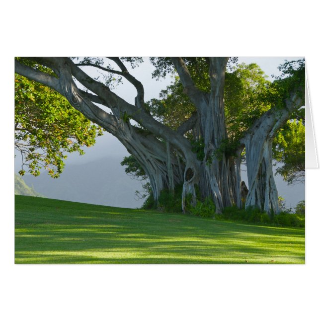 Cartão Árvore de Banyan, vale de Manoa, Honolulu, Hawai'i (Frente Horizontal)