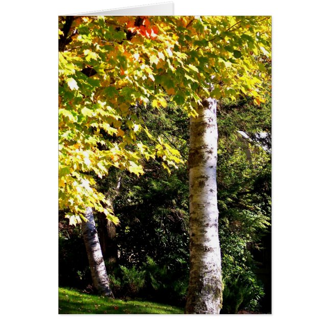 Cartão Árvore de Birch (Frente)