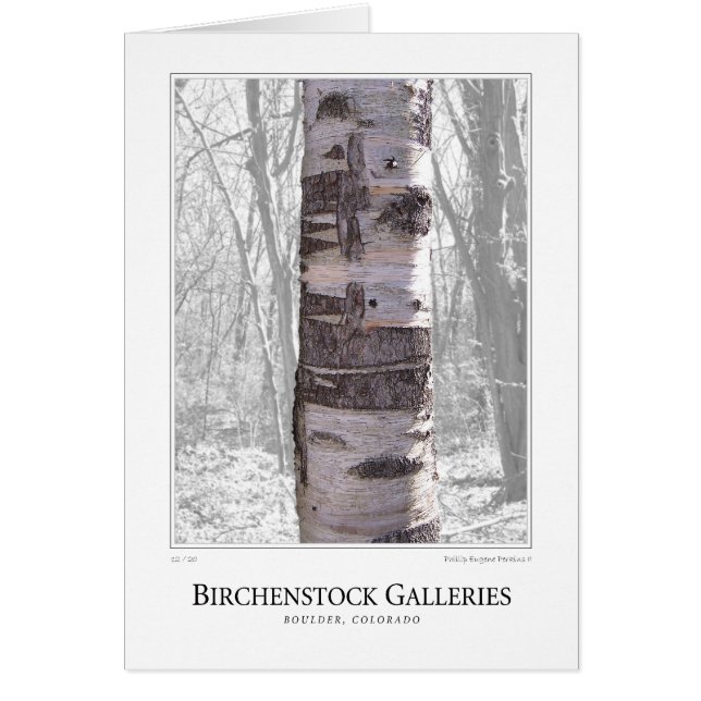 Cartão Árvore de Birch (Frente)