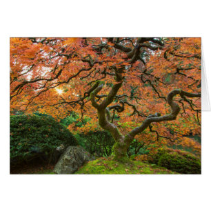 Cartão Árvore de bordo nos jardins japoneses no outono