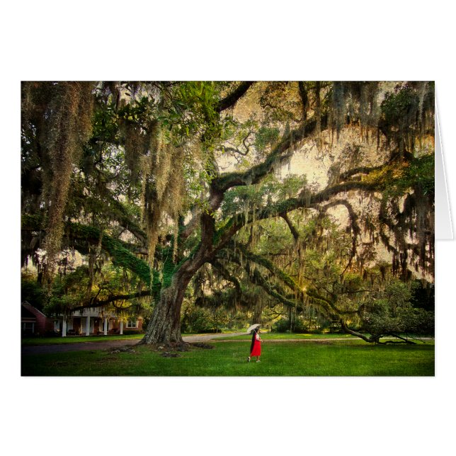 Cartão Árvore de Carvalho ao Vivo em Pascagoula MS (Frente Horizontal)