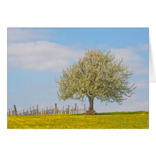 Cartão Árvore De Cereja Em Primavera