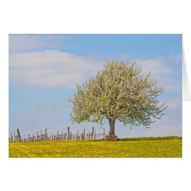 Cartão Árvore de Cerejeira na Primavera (Frente Horizontal)