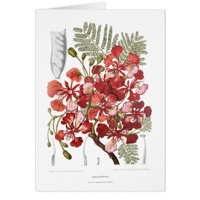 Cartão Árvore de chama (regia do Delonix) (Frente)