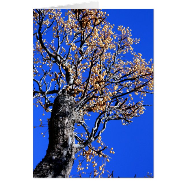 Cartão Árvore de Chinaberry (Frente)