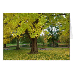 Cartão Árvore de Ginkgo Amarelo no Jardim Público de Bost