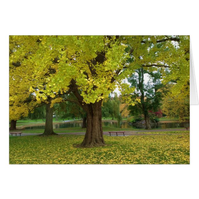 Cartão Árvore de Ginkgo Amarelo no Jardim Público de Bost (Frente Horizontal)