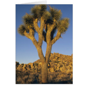 Cartão Árvore de Josué, Yucca brevifolia), e granito