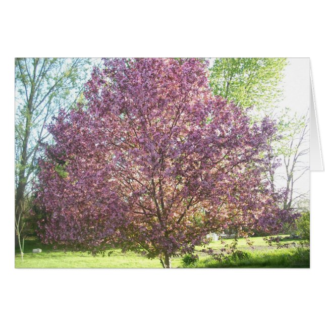 Cartão Árvore de maçã-caranguejo em Sangue (Frente Horizontal)