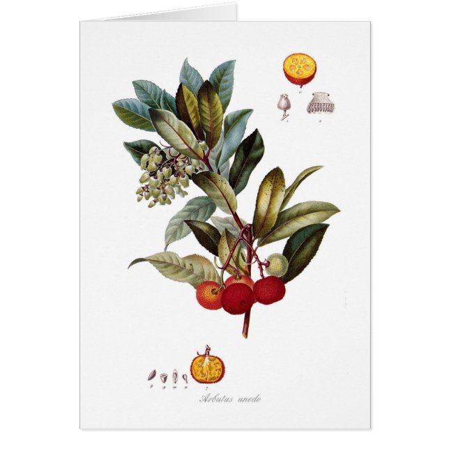 Cartão Árvore de morango (unedo do Arbutus) (Frente)