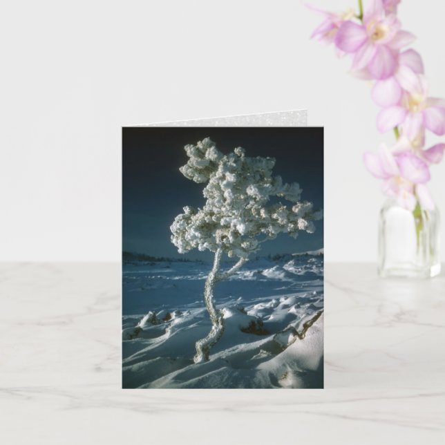 Cartão Árvore e neve congeladas nas crateras da Lua (Orquídea)