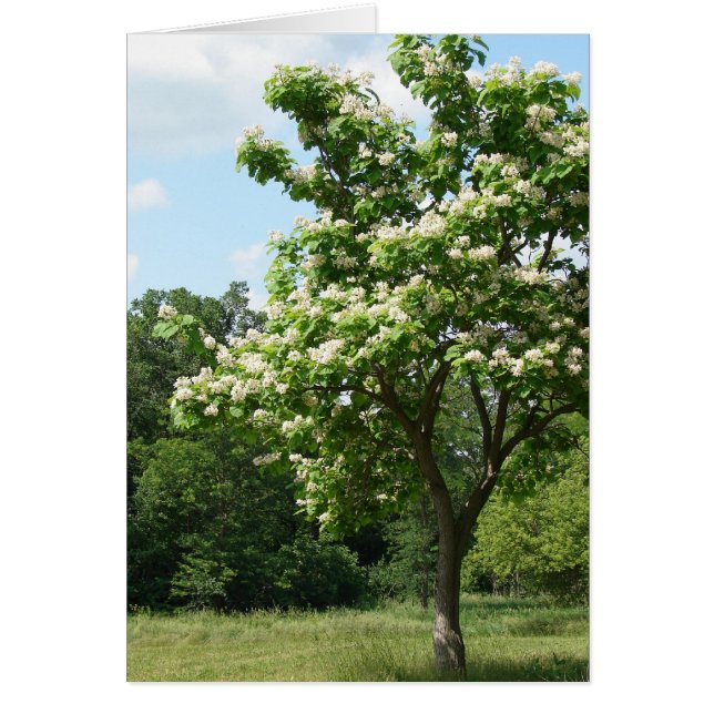 Cartão Árvore em Bloom de Cheio (Frente)