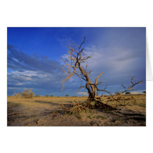 Cartão Árvore Espinho de Camelo Morto (Acacia Erioloba)