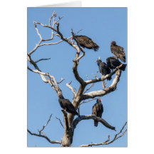 Árvore Familiar Abutre