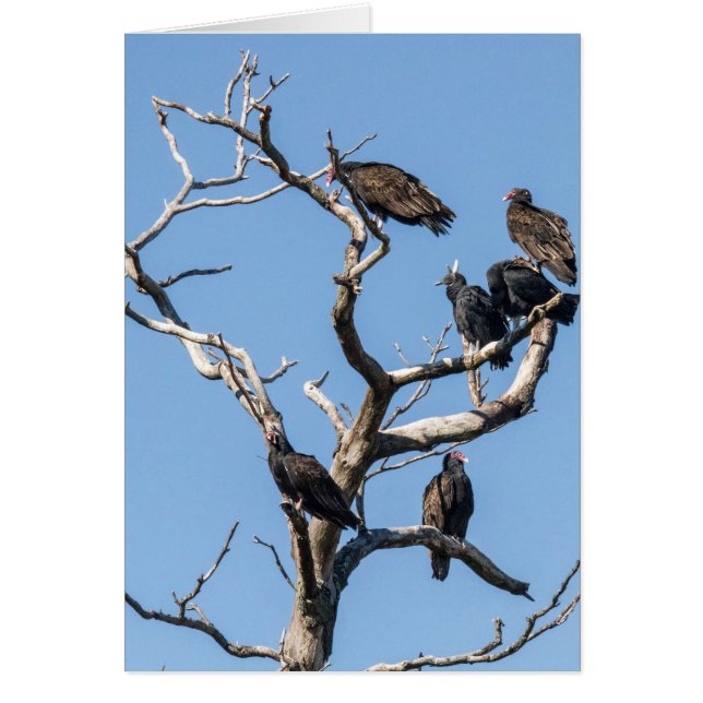 Cartão Árvore Familiar Abutre (Frente)