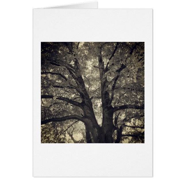 Cartão Árvore Forjada (Frente)