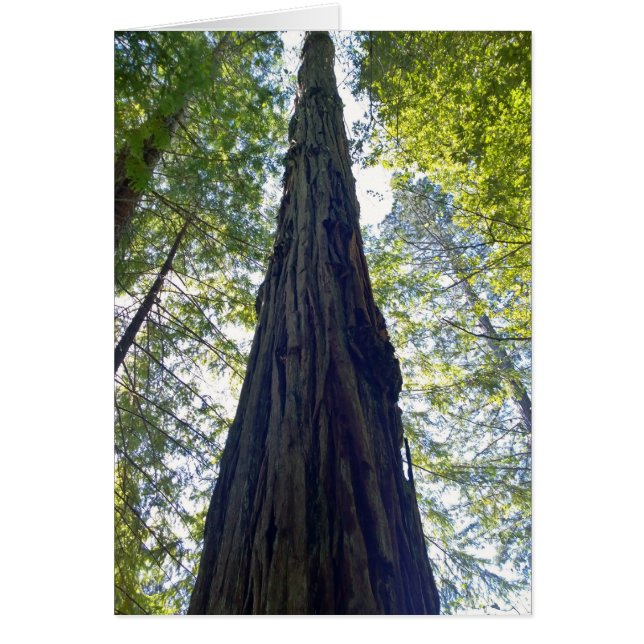 Cartão Árvore gigante de Sequoia Vermelha (Frente)