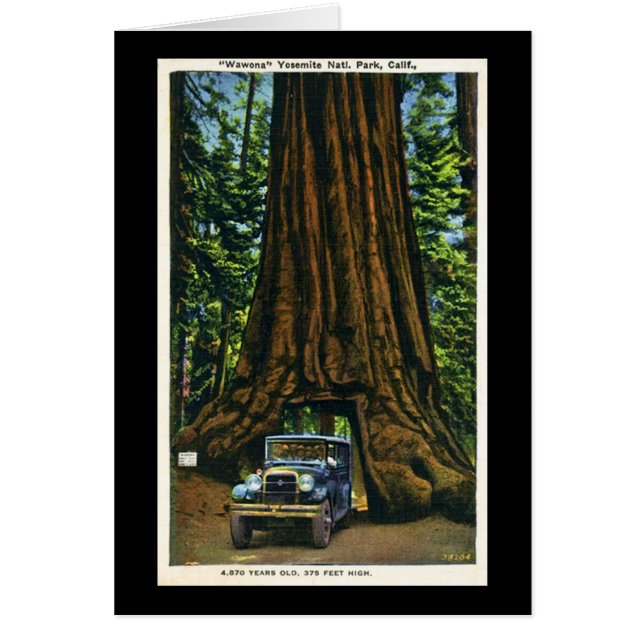 Cartão Árvore grande Wawona, bosque de Mariposa, CA (Frente)
