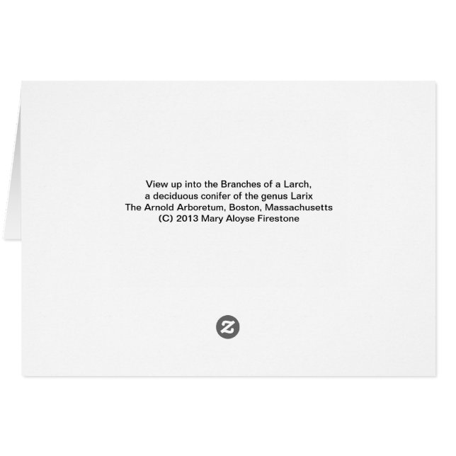 Cartão Árvore Laranja (Verso Horizontal)