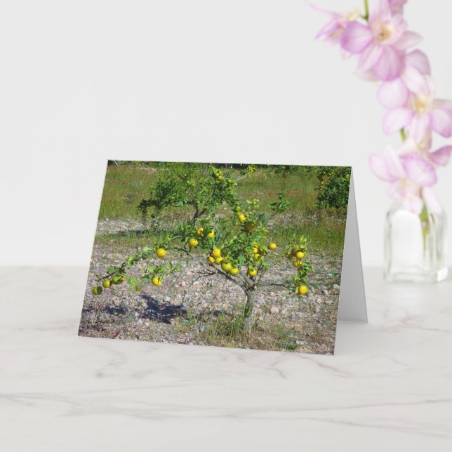 Cartão Árvore laranja mandarina (Orquídea)