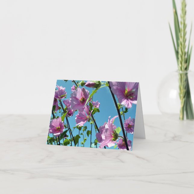 Cartão Árvore Mallow (Lavatera arborea) (Frente)