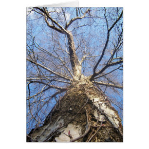 Cartão Árvore no inverno