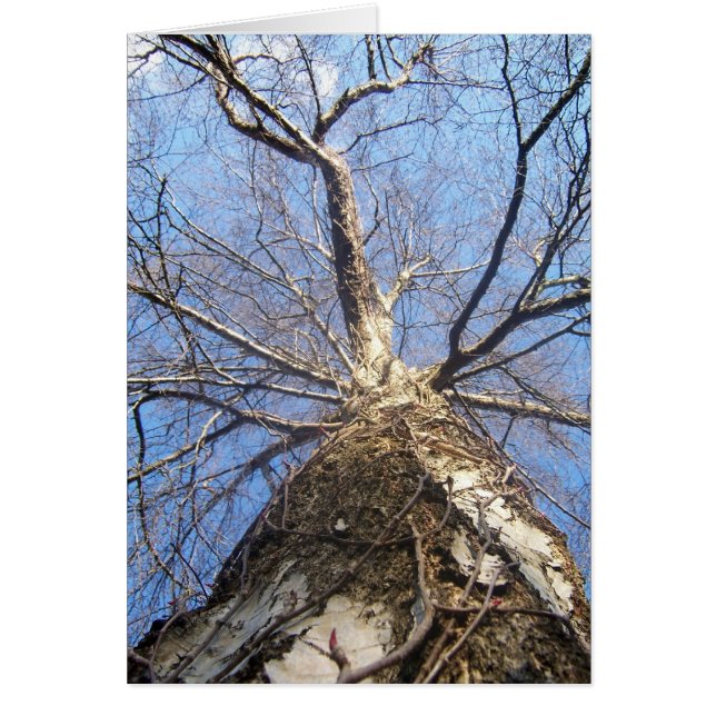 Cartão Árvore no inverno (Frente)
