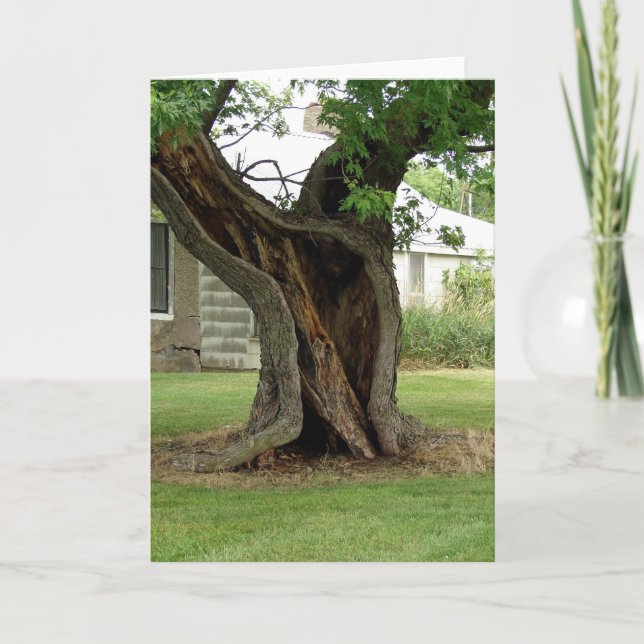 Cartão Árvore oca (Frente)