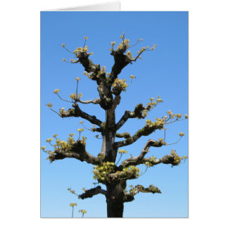 Cartão Árvore só - série de TBD